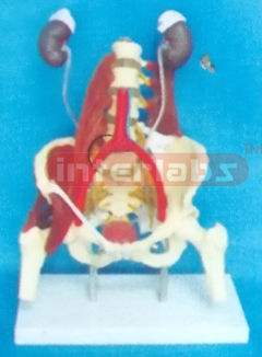 FEMALE MUSCULAR, THECA, KIDNEY, ARTERY VEIN CAVAINF ERIOR IN PELVIS MODEL